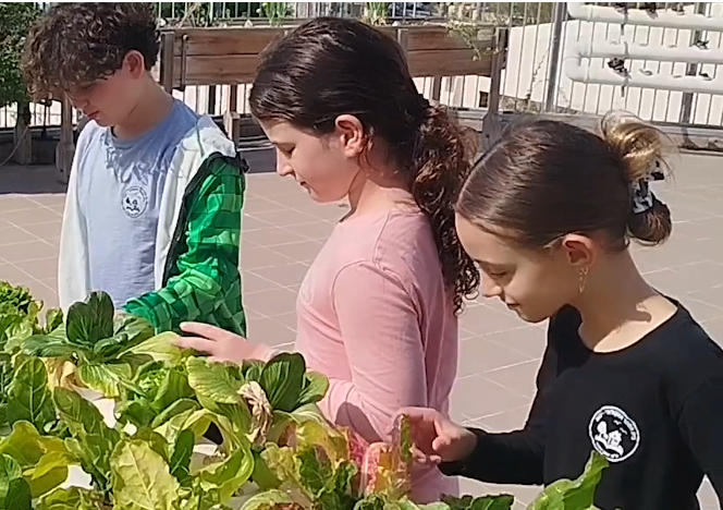 Pine Cone Shading project